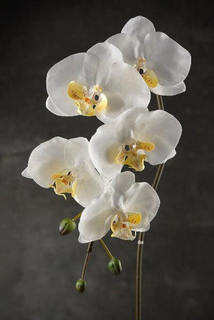 36" Large Phalaenopsis Orchid Spray with 5 Flowers and 3 Buds Cream White