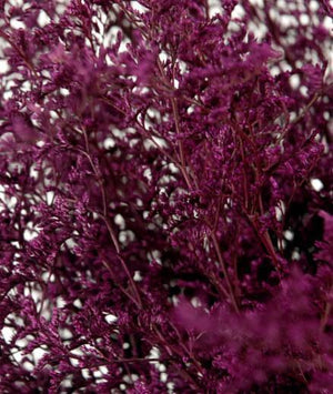 preserved dyed caspia 8 oz merlot