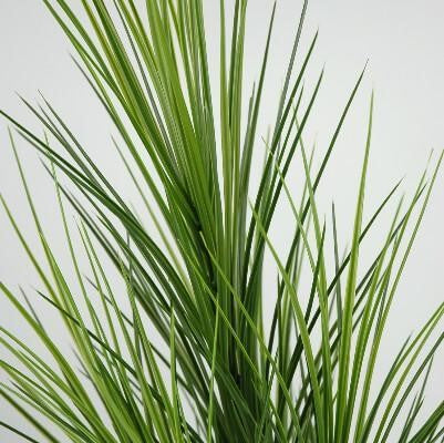 Grass