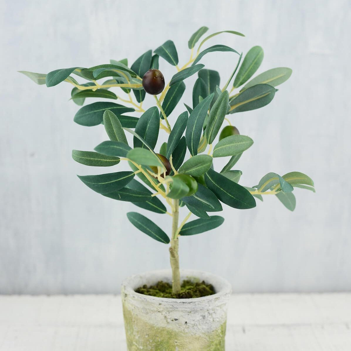 Potted Plants