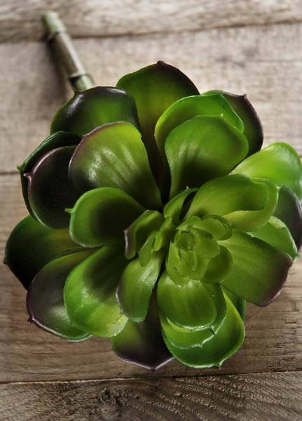 Echeveria Succulent 8in