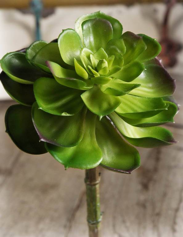 echeveria succulent 8in
