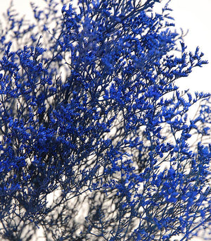 Preserved Dyed Caspia 8 oz.Cobalt Blue