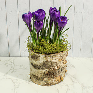 birch bark planter 4 75 pot w plastic liner