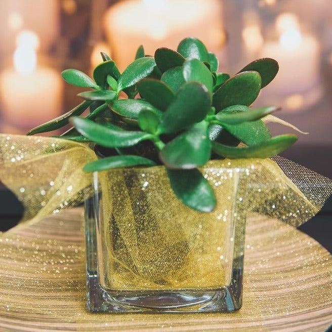 Richland Square Glass Cube Vase 4" 