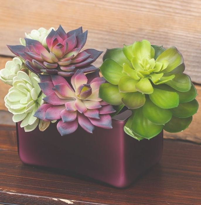 Burgundy & Green Echeveria 4.5in Natural Touch Succulent