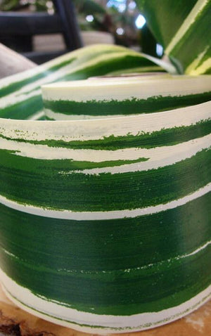 variegated aspidistra leaf 4 ribbon green cream 50 yards
