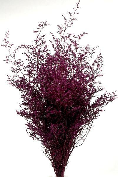 Preserved Dyed Caspia 8 oz.Merlot