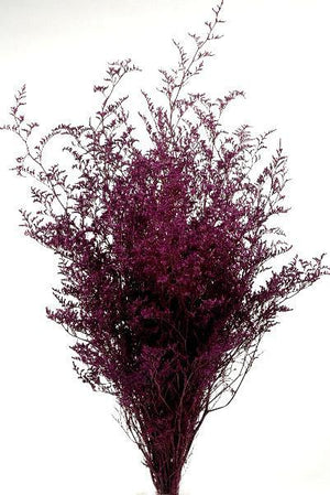 Preserved Dyed Caspia 8 oz.Merlot