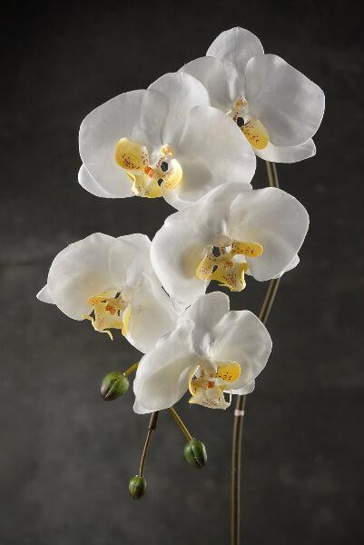 36" Large Phalaenopsis Orchid Spray with 5 Flowers and 3 Buds Cream White