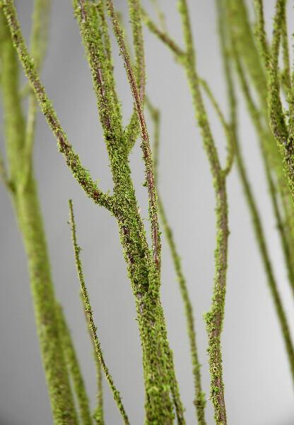 birch tree branches moss coated 4 5 5 branches bunch