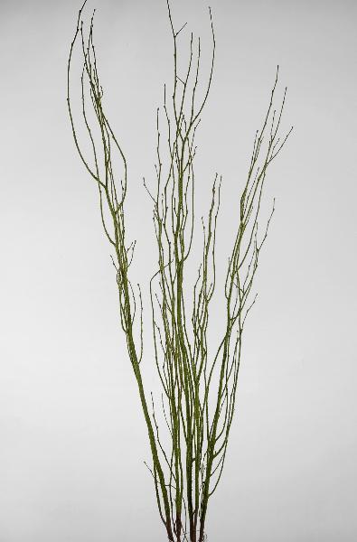 birch tree branches moss coated 4 5 5 branches bunch