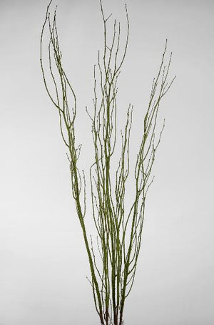 Birch Tree Branches Moss Coated 4.5' (5 branches/ bunch)