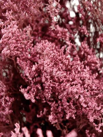 Preserved Dyed Caspia 8 oz.Rose 18in