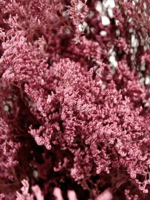 preserved dyed caspia 8 oz rose 18in