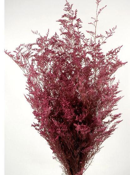 Preserved Dyed Caspia 8 oz.Rose 18in