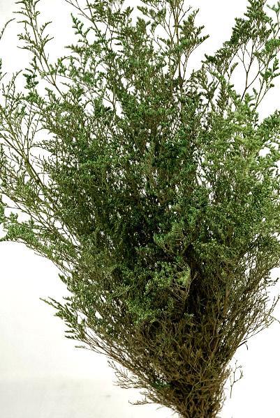 Preserved Dyed Caspia 8oz Olive Green