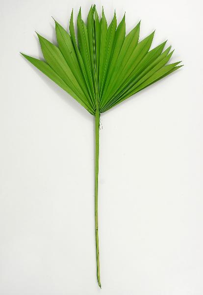 Natural Palm Leaf Fans Green Pack of 5