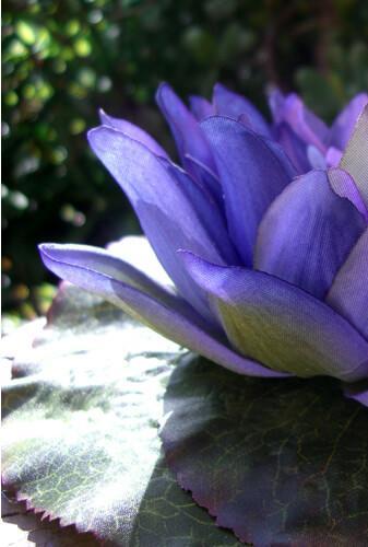 Purple Floating Water Lily  7"