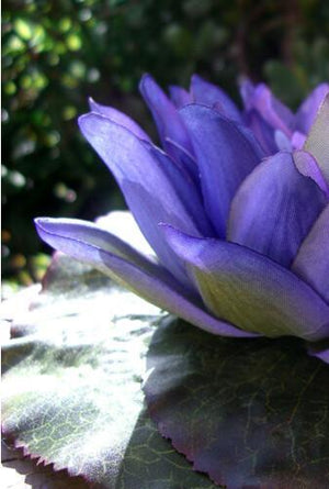 Purple Floating Water Lily  7"