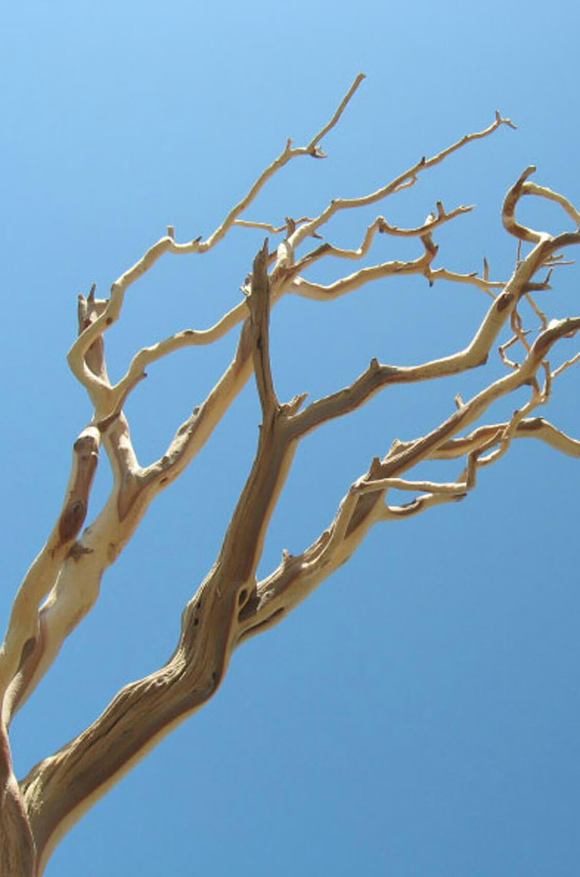 manzanita branch sanded 21 38 natural