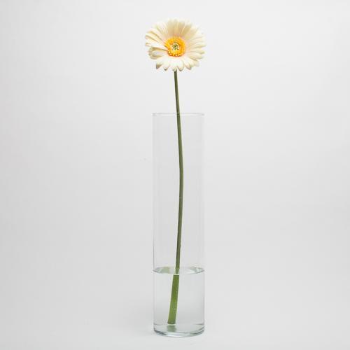 Richland Yellow Gerbera Daisy 24" Set of 24