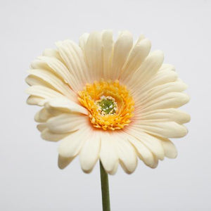 richland yellow gerbera daisy 24 24