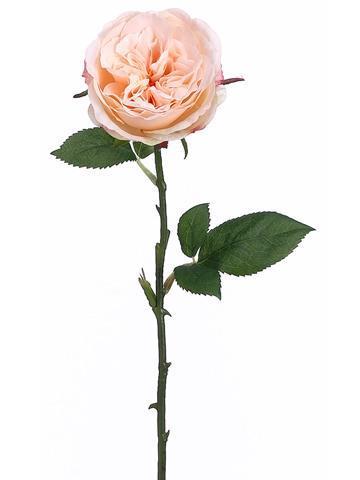 12 Long Stem Peach Roses