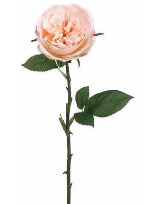 12 long stem peach roses