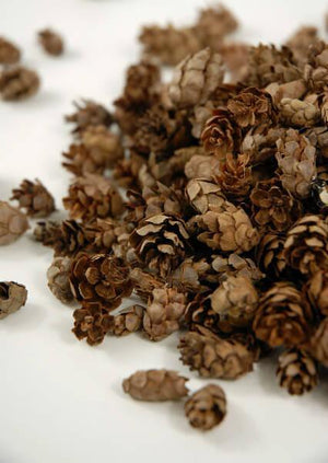 pine cones hemlock 3qrts 1000 cones