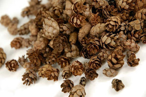 Pine Cones Hemlock 3qrts 1000 cones