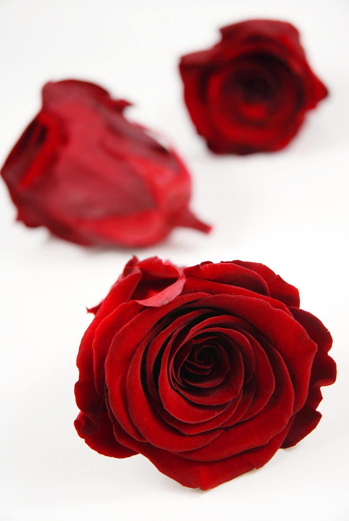 preserved roses red 2 5in 6 rose heads