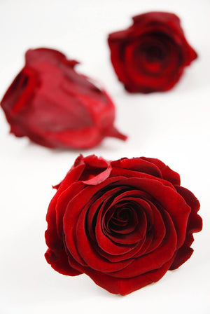 preserved roses red 2 5in 6 rose heads