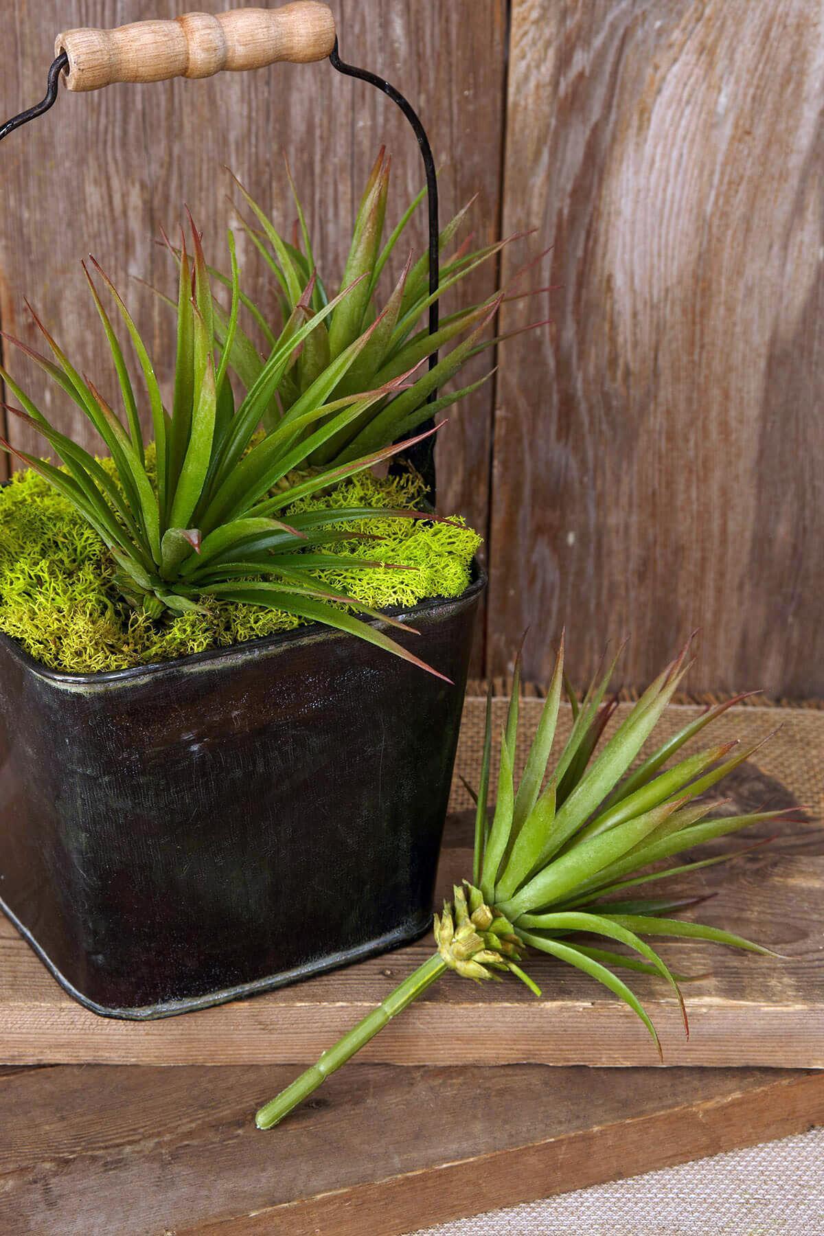 Yucca Stem Green Burgundy