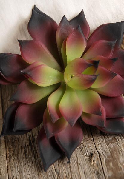 Burgundy & Green Echeveria 4.5in Natural Touch Succulent