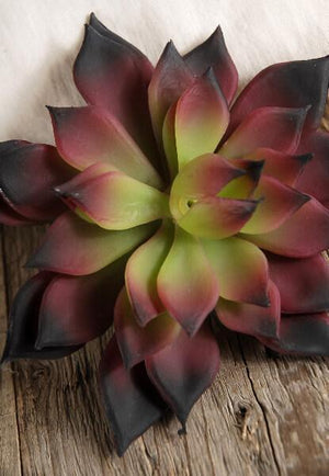 Burgundy & Green Echeveria 4.5in Natural Touch Succulent