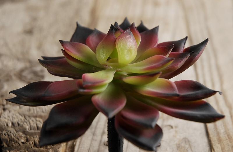 Burgundy & Green Echeveria 4.5in Natural Touch Succulent