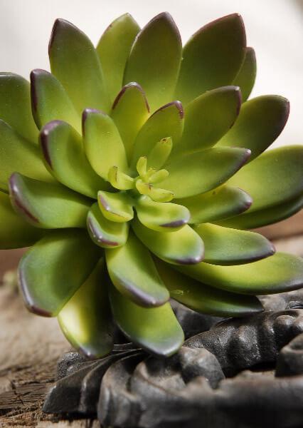 Succulent Echeveria Green & Burgundy 8.5in Natural Touch