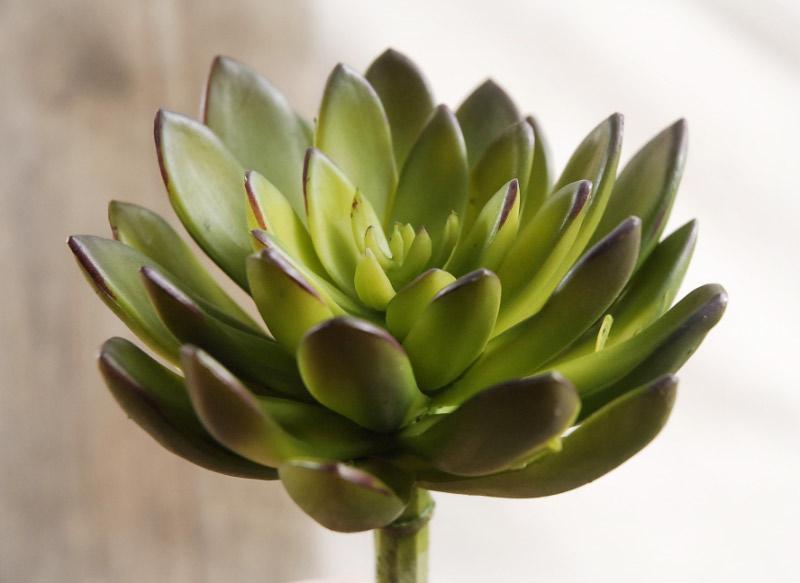 Succulents Echeveria Green & Burgundy 8.5in  Natural Touch