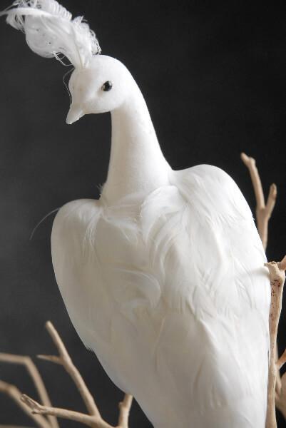 White Feathered Peacocks 17in